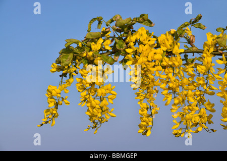 Dettaglio di una fioritura il ramo di un albero il Maggiociondolo. Foto Stock