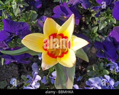 Tulipani Tulipia corona in una formale letto floreale Foto Stock