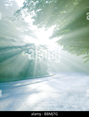 Sunray caduta sulla strada attraverso gli alberi Foto Stock