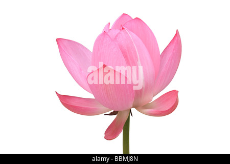 Giappone, giglio di acqua contro uno sfondo bianco, close-up Foto Stock