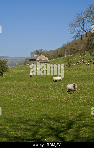 dh Yorkshire Dales National Park WHARFEDALE NORTH YORKSHIRE allevamento di animali e stalle di pietra terreni agricoli britannici Foto Stock