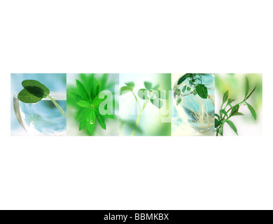 Un collage di foglie con goccioline di acqua (composito digitale) Foto Stock