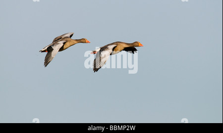 Graylag Goose (Anser anser), un paio in volo, il lago Hornborga, Vaestergoetland, Svezia, Scandinavia, Europa Foto Stock