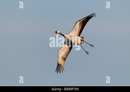 Gru comune (grus grus) volare sopra il lago Hornborga, Vaestergoetland, Svezia, Scandinavia, Europa Foto Stock