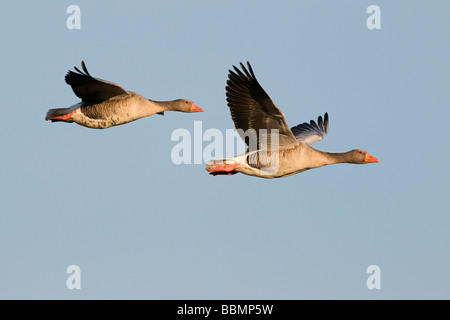 Graylag Goose (Anser anser), una coppia in volo, il lago Hornborga, Vaestergoetland, Svezia, Scandinavia, Europa Foto Stock