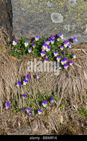 Heartsease (Viola tricolore), sboccia in corrispondenza di una cresta di confine, Vaestergoetland, Svezia, Scandinavia, Europa Foto Stock