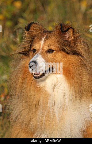 Sheepdog Shetland, Sheltie, ritratto Foto Stock