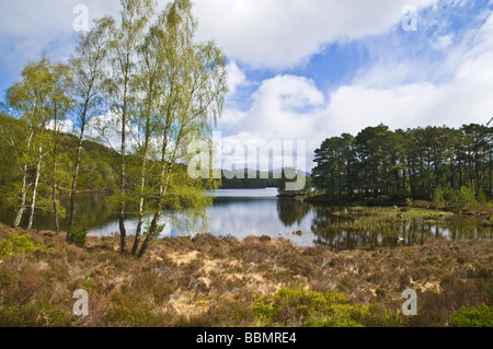 dh Loch An Eilein ROTHIEMURCHUS INVERNESSSHIRE Cairngorms National Park Loch scozia cairngorm foresta stagno pino albero lago Aviemore Foto Stock