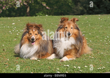 2 Shetland Sheepdogs, Sheltie, affiancati su un prato Foto Stock