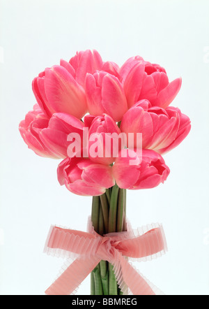 Vista dei tulipani rosa Foto Stock