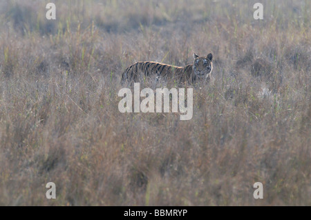 Tigre del Bengala in praterie di Bandhavgarh Parco Nazionale di India Foto Stock