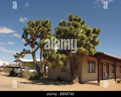 Alberi di Joshua,strada,route66,in paesaggio,sunny Foto Stock