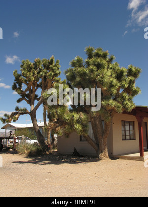 Alberi di Joshua,strada,route66,in verticale,sunny Foto Stock