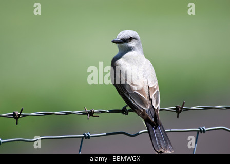 Un uccello si siede su un filo spinato Foto Stock