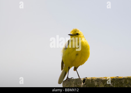 Wagtail giallo Motacilla flava Kent REGNO UNITO Estate Foto Stock