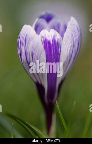 CLOSE-up di crocus vernus PICKWICK Foto Stock