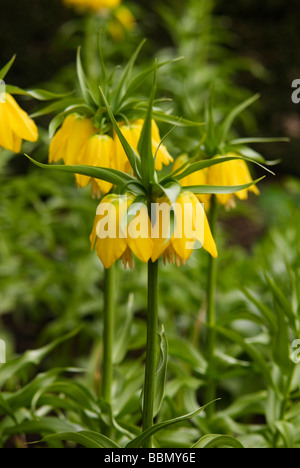 Intrico di giallo FRITILLARIA IMPERIALIS LUTEA MAXIMA CROWN IMPERIAL Foto Stock