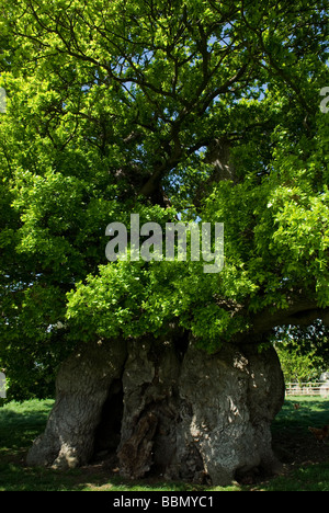 Bowthorpe Oak Tree Foto Stock