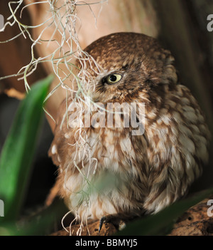 Un gufo predatori uccello notturno con la grande testa rotonda maggiore gli occhi e con la breve becco piegato Foto Stock