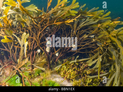 Le alghe wrack dentata (Fucus serratus) e lumache (Littorina littorea) subacquea, Svezia, (Costa occidentale) Foto Stock