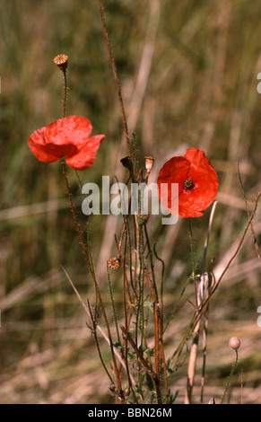 A lungo guidato il papavero, Papaver dubium, Papaveraceae Foto Stock