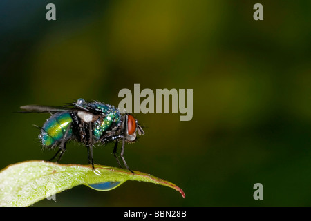 Verde bottiglia fly (Lucilia caesar) Foto Stock