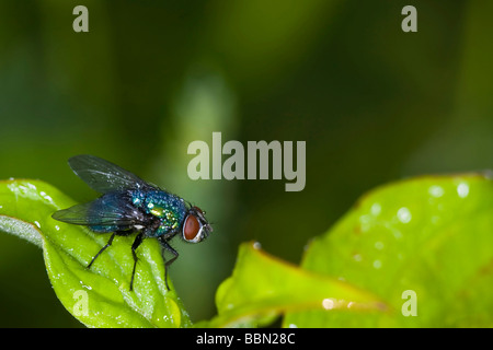 Verde bottiglia fly (Lucilia caesar) Foto Stock