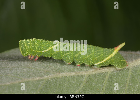 Il PIOPPO Hawk Moth giovane Larva - Laothoe populi Foto Stock