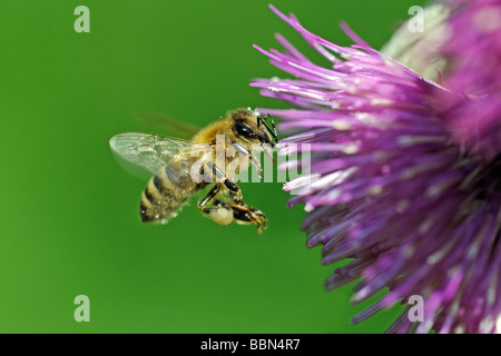 Il miele delle api (Apis mellifera), in volo, a Waldstein thistle (Cirsium waldsteinii) Foto Stock