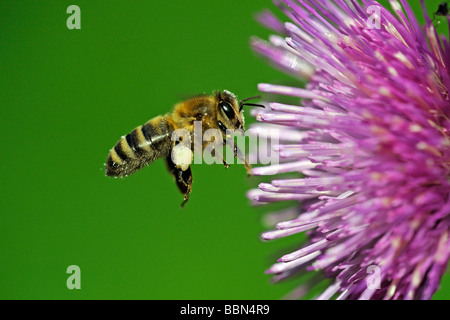 Il miele delle api (Apis mellifera), in volo, a Waldstein thistle (Cirsium waldsteinii) Foto Stock