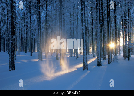 Luce della Sera che brilla attraverso i wintery Foresta Nera sul Monte Feldberg e illuminando la caduta di neve, Germania, Europa Foto Stock