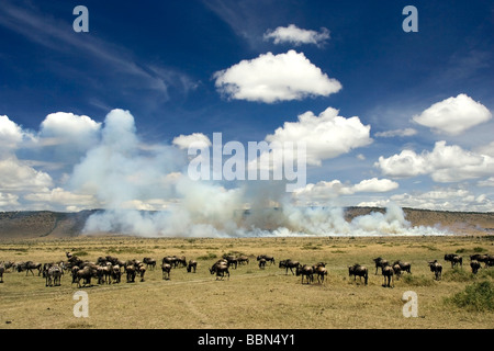 Gnu sulla pianura con fumo di distanza - Masai Mara riserva nazionale, Kenya Foto Stock