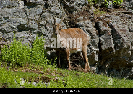 Un femal Alpine Ibex in primavera Foto Stock