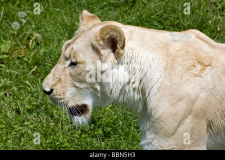 Close-up di una leonessa bianca Foto Stock