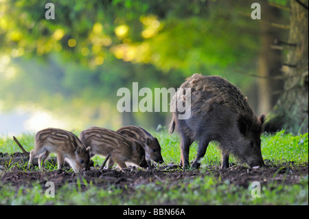 Il cinghiale (Sus scrofa) seminare con suinetti, Svevo, Baden-Wuerttemberg, Germania, Europa Foto Stock