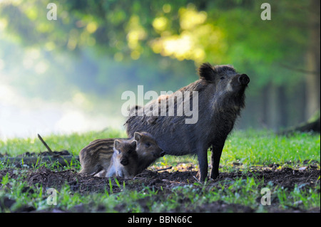 Il cinghiale (Sus scrofa) seminare con suinetti, Svevo, Baden-Wuerttemberg, Germania, Europa Foto Stock