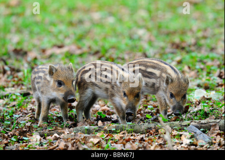 Il cinghiale (Sus scrofa) suinetti, Svevo, Baden-Wuerttemberg, Germania, Europa Foto Stock