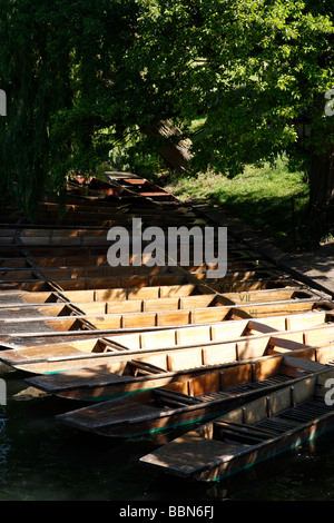 Sterline sul fiume Cam in una zona conosciuta come i dorsi Cambridge Regno Unito Foto Stock