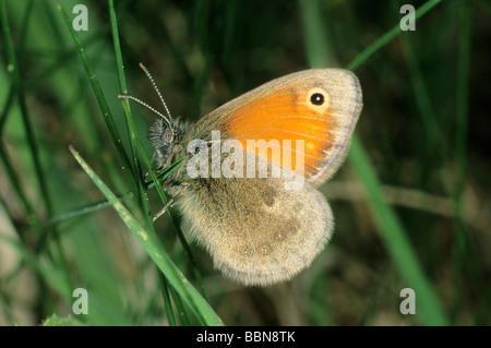 Small Heath (Coenonympha pamphilus) Foto Stock