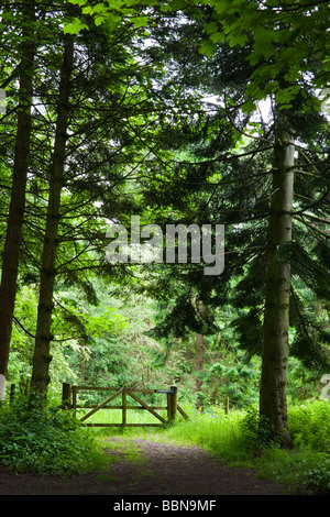 Campagna gate in un prato incorniciato da alberi di alto fusto, vicino Auchinleck, Ayrshire, in Scozia Foto Stock