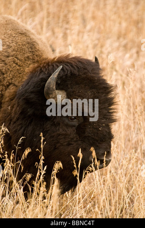 Bufalo americano Foto Stock