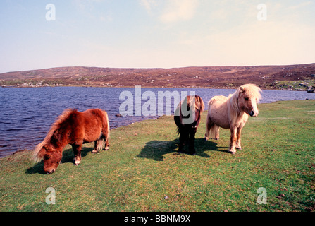 Tre pony Shetland di pascolare su una wild moor la sera sun Foto Stock