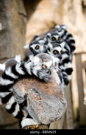 Anello-tailed lemur, Ringsvanslemur, (Lemur catta) Foto Stock