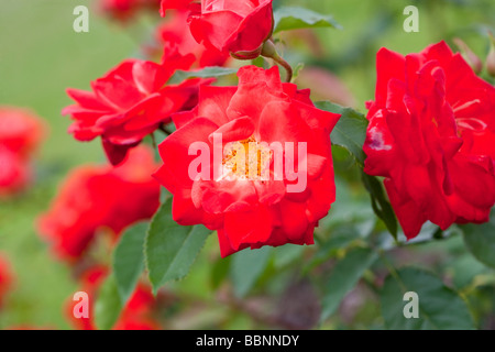 "Orange sensazione' Floribunda Rose, Floribundaros (rosa) Foto Stock