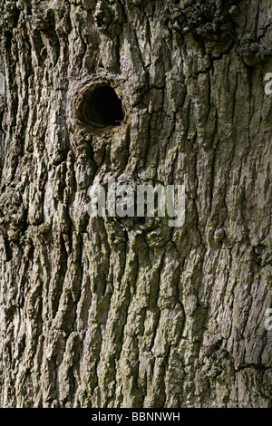 Picchio in foro in un inglese di quercia Quercus robur Foto Stock