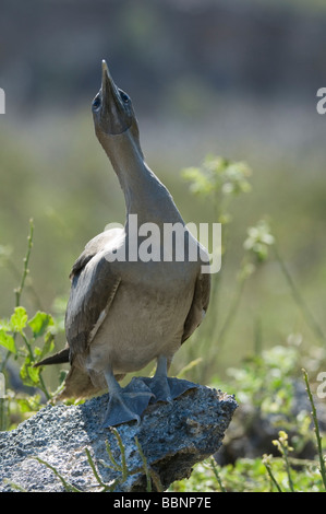 Masked Booby (Sula dactylatra granti) immatura e guardando in alto, Darwin Bay, Genovesa Isola Tower, Galapagos, Ecuador Foto Stock