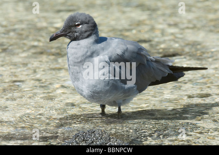 Gabbiano di lava (Larus fuliginosus) in piedi nella piscina di marea Baia di Darwin Genovesa (Torre) Ecuador Galapagos Oceano Pacifico può Foto Stock