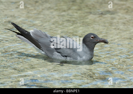 Gabbiano di lava (Larus fuliginosus) femmina in acqua di marea, Darwin Bay, Genovesa Isola Tower, Isole Galapagos Ecuador Foto Stock