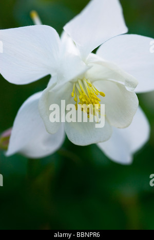 CLOSE-UP DI AQUILEGIA Magie di Primavera fiore bianco Foto Stock