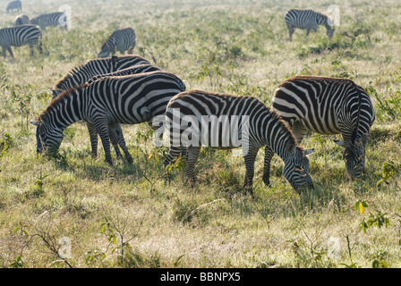 Mandria di pianura zebre Equus quagga NAKURU NATIONAL PARK KENYA Africa orientale Foto Stock